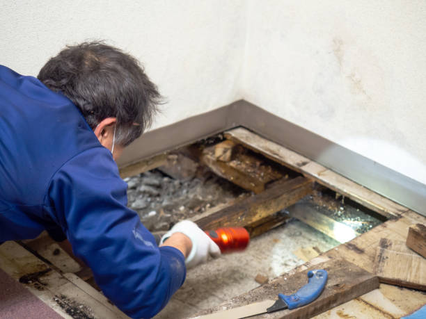 Home Mold Removal in Electra, TX