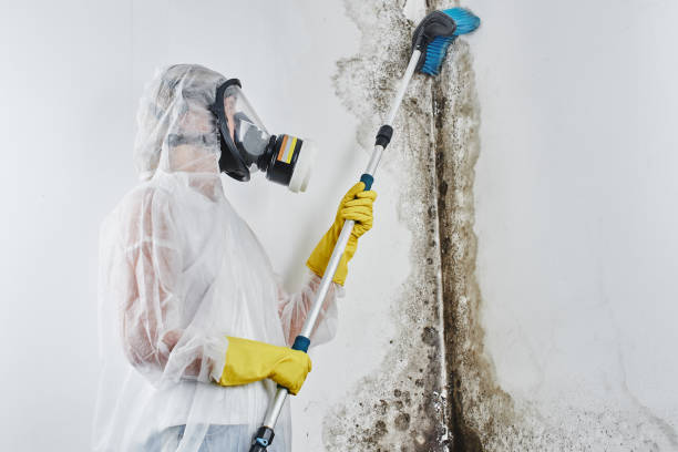 Best Same-Day Mold Removal  in Electra, TX