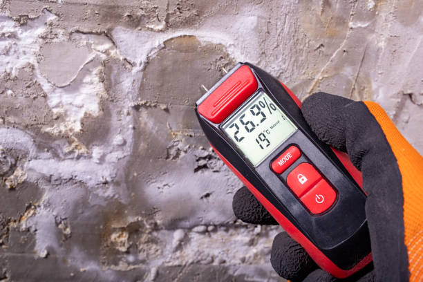 Best Office Mold Removal Services  in Electra, TX