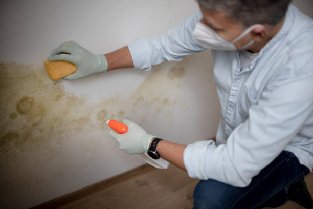 Best Toxic Mold Removal  in Electra, TX