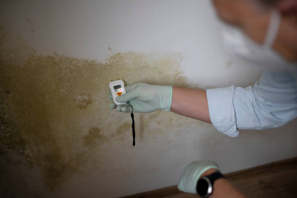 Best Commercial Mold Removal  in Electra, TX