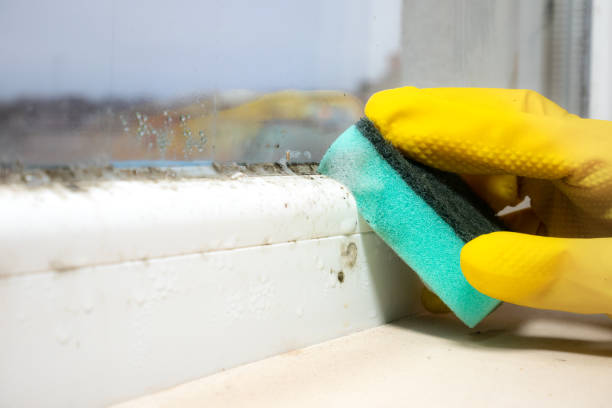 Best Fast Mold Removal  in Electra, TX