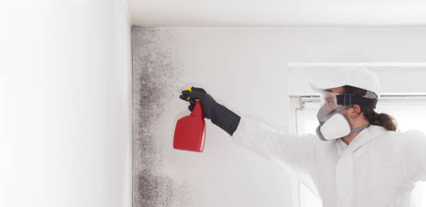 Best Mold Inspection  in Electra, TX