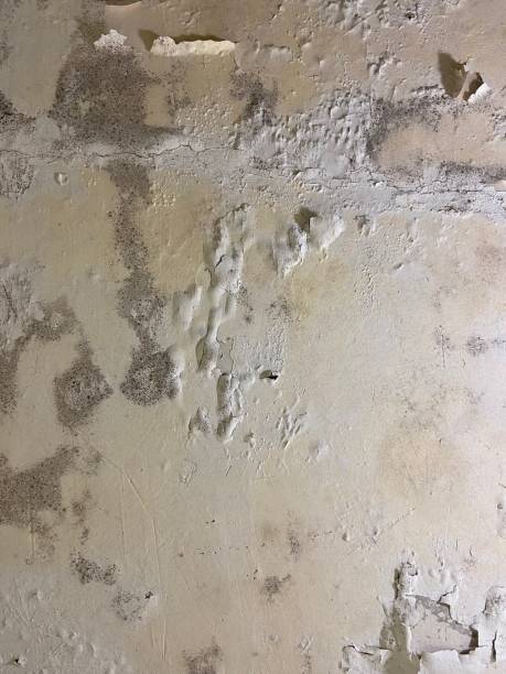 Best Mold Cleaning Services  in Electra, TX
