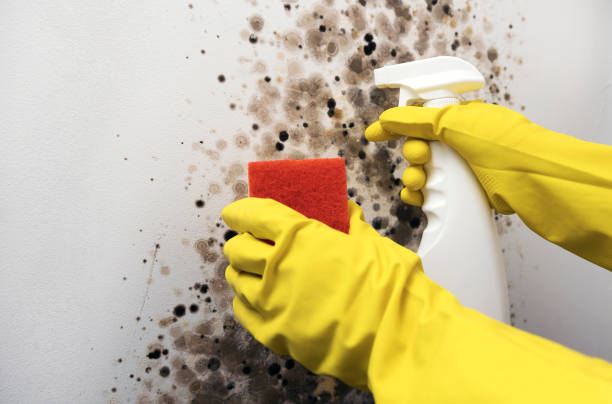 Best Mold Testing  in Electra, TX