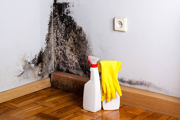 Best Emergency Mold Removal  in Electra, TX